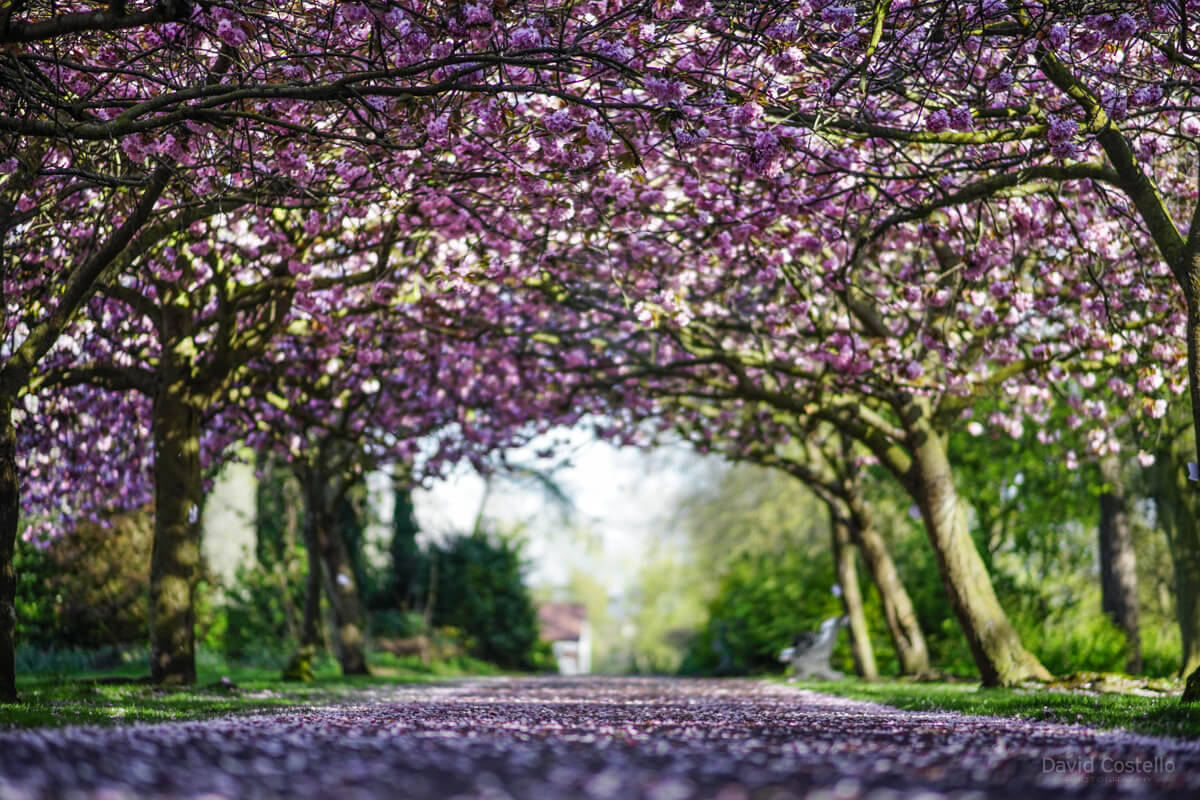 The original Cherry Blossom tunnel in Herbert Park, Ballsbridge, Dublin as the sun lights up the canopy in 2015.