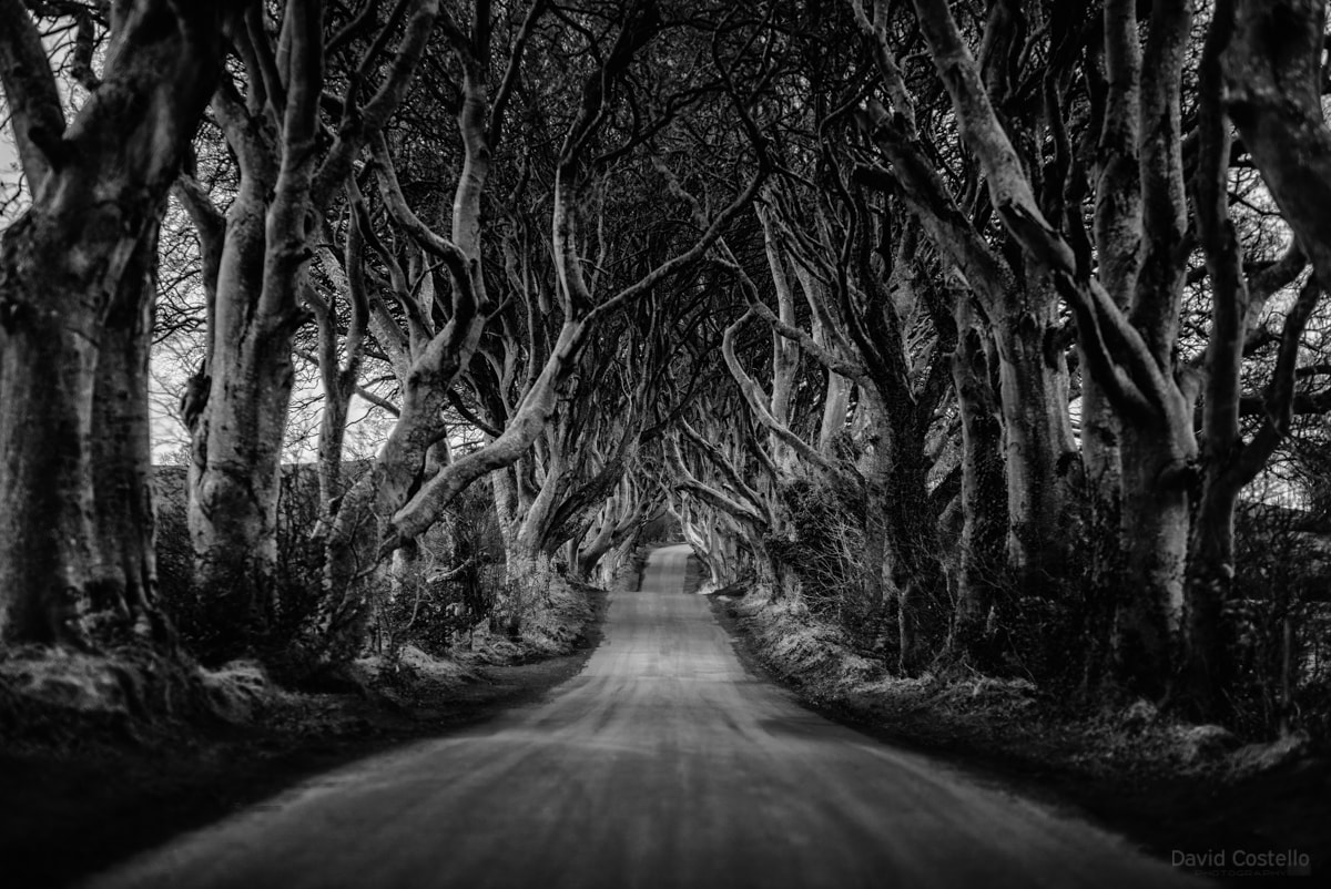 The Dark Hedges - Print by David Costello Photography
