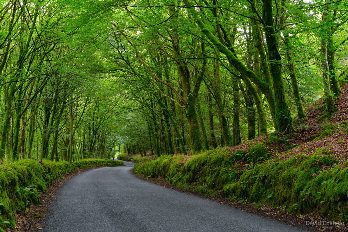 Wandering around Wicklow I happened upon this road off the beaten track, moss was growing along the old stone walls.