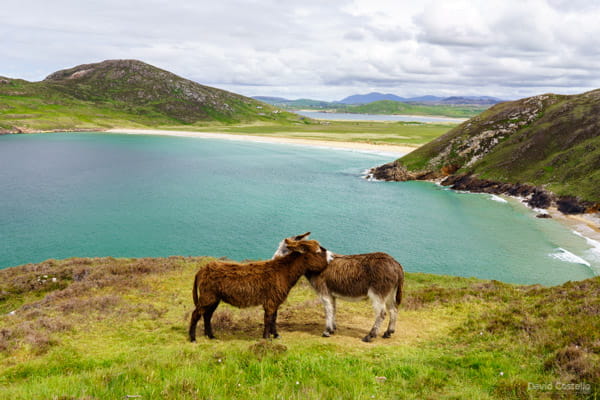 Two Donkeys share a hug on a cliffside in Donegal.